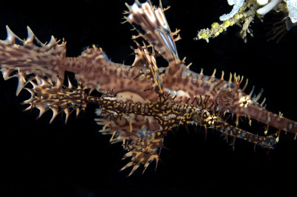 Ornate ghost pipefish