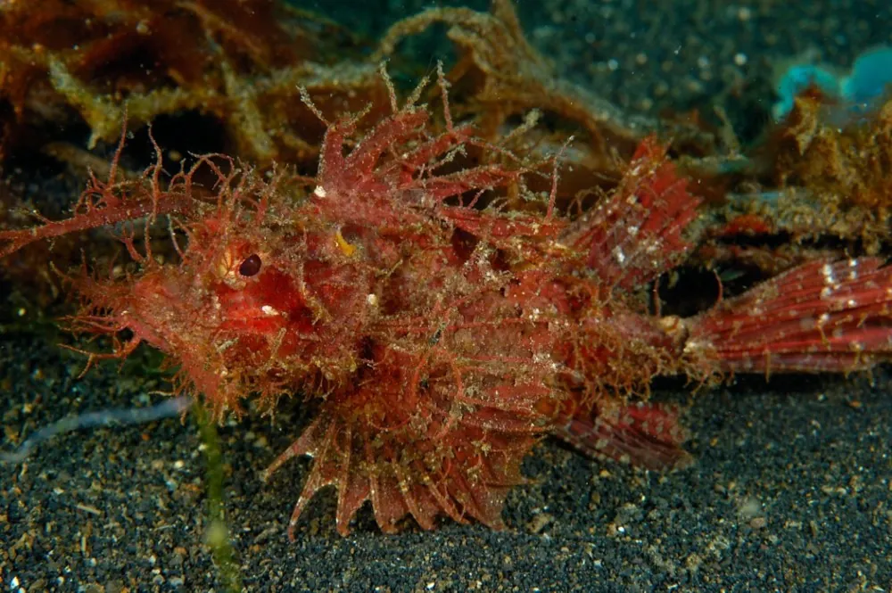 Ambon scorpionfish
