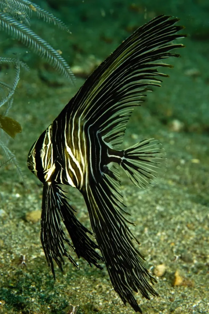 Batfish