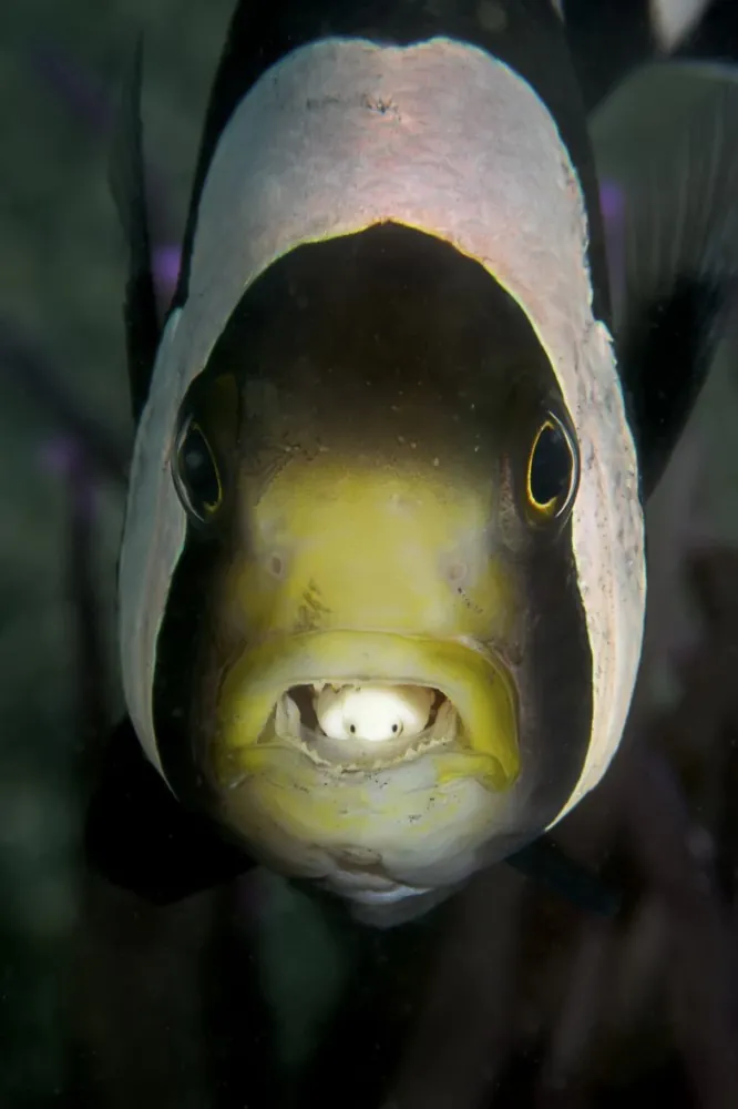 Clownfish with parasite