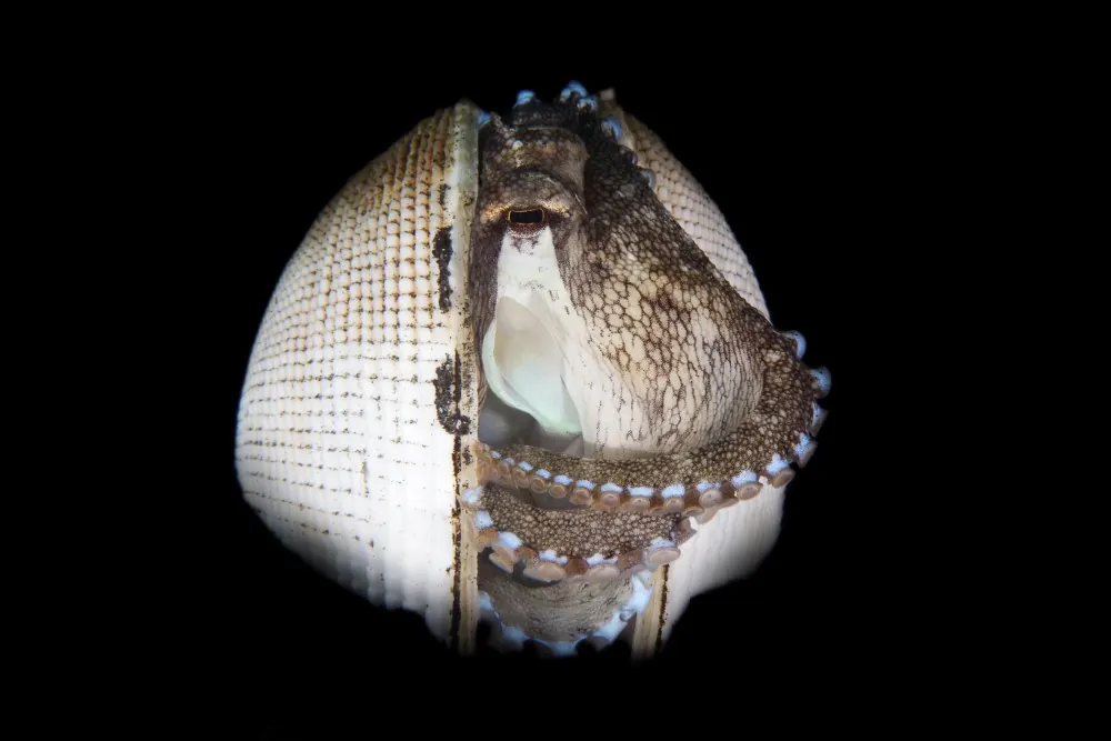 Coconut octopus