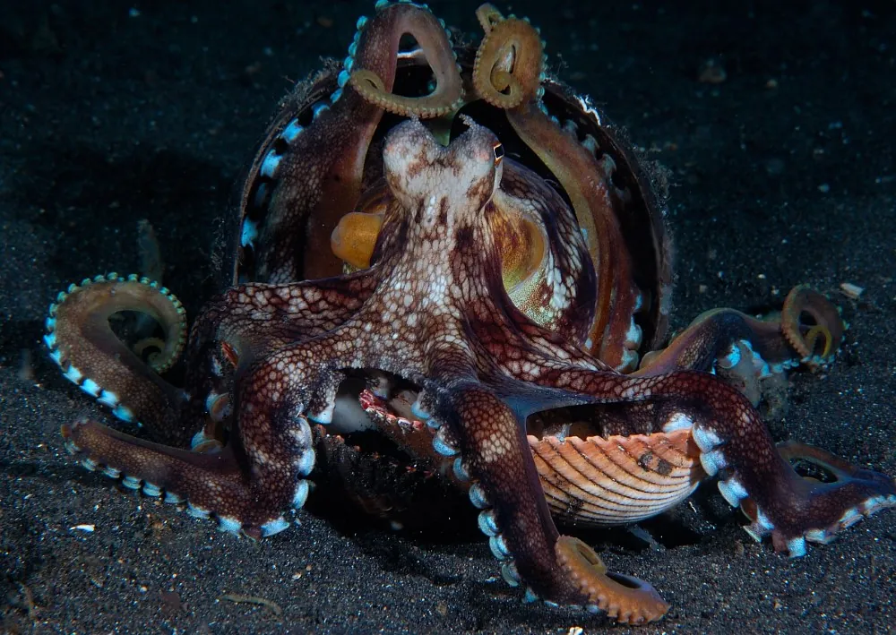 Coconut octopus