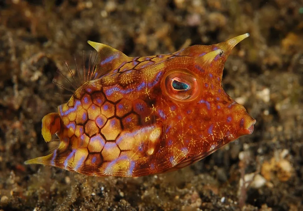 Cowfish