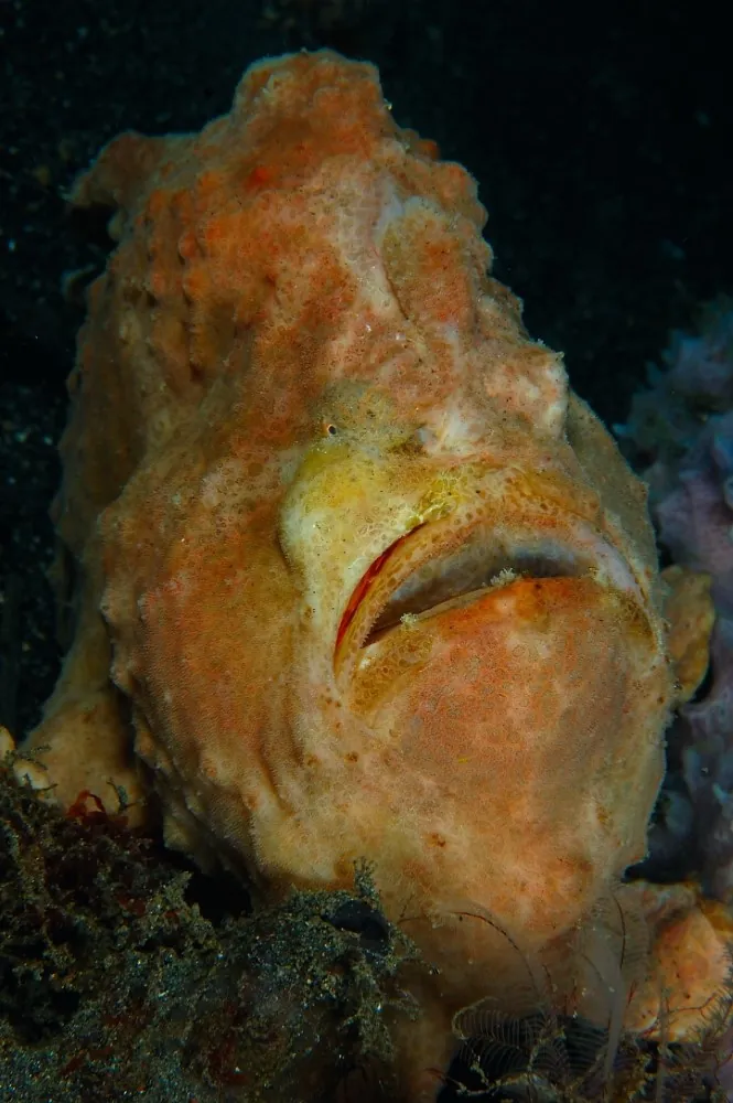 Giant frogfish