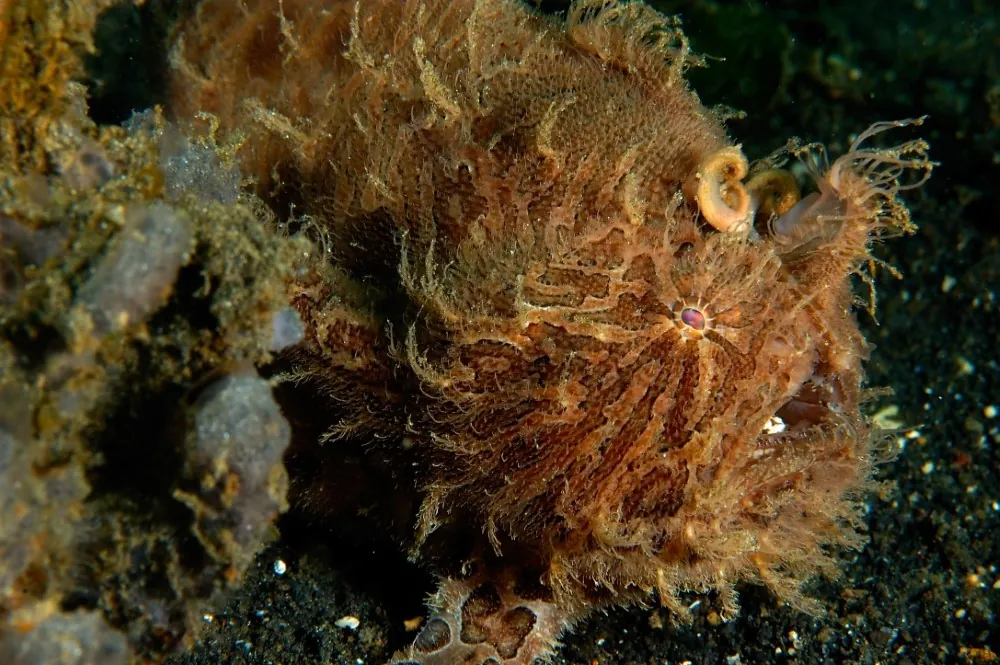 Hairy frogfish