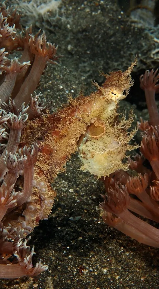Hairy octopus