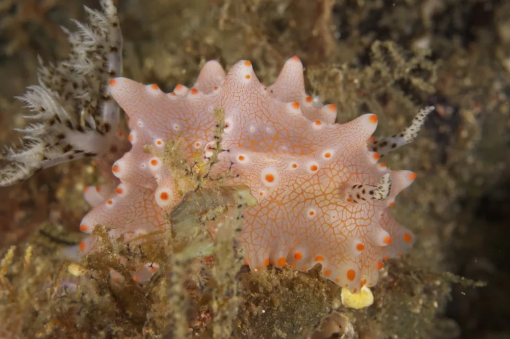 Halgerda malesso nudibranch