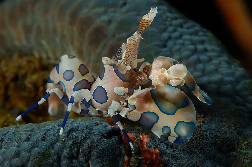 Harlequin shrimp