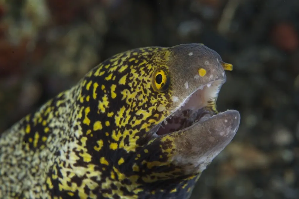 Honeycomb moray eel