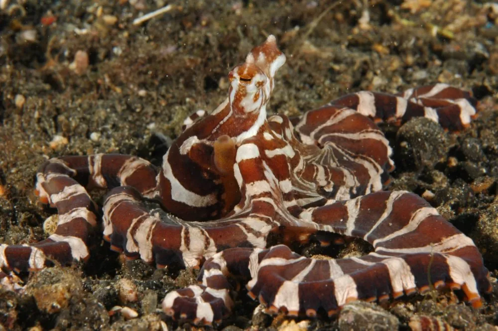 Mimic octopus