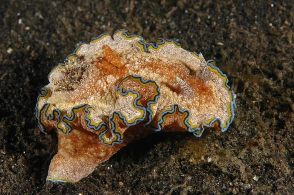 Nudibranch