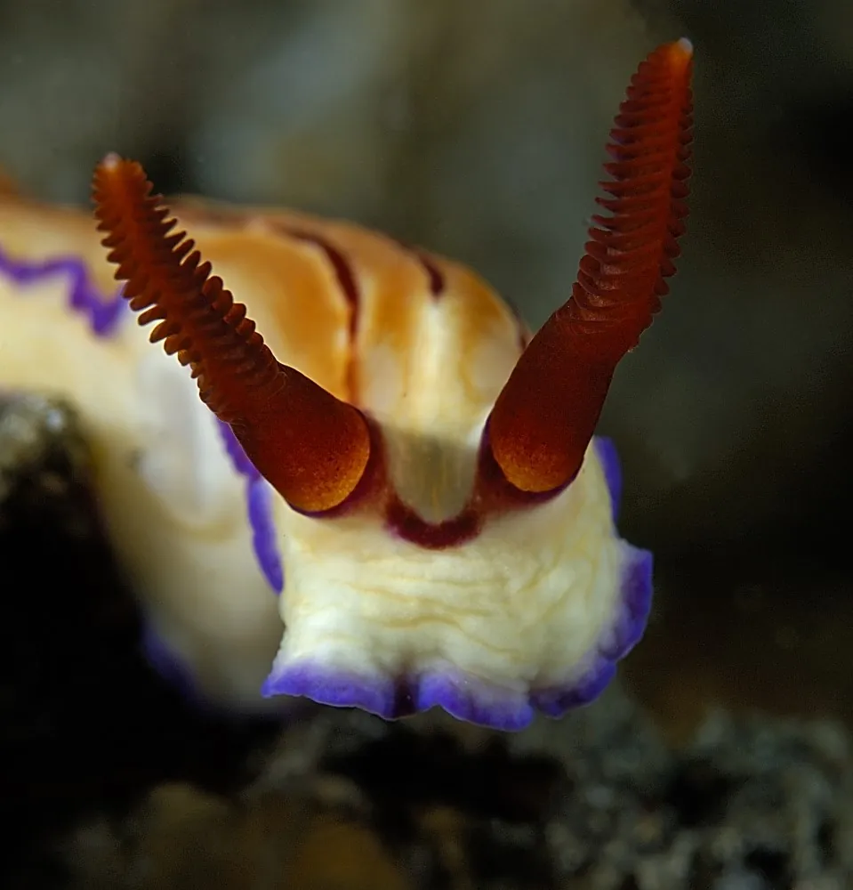 Nudibranch portrait