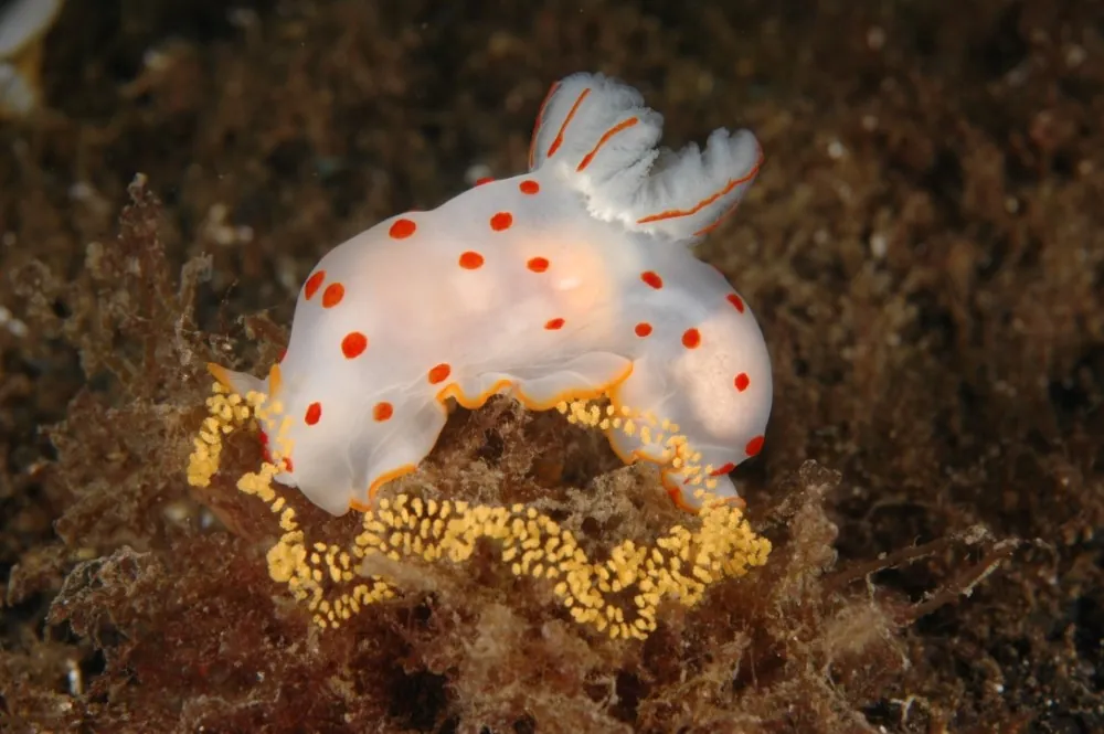Nudibranch laying eggs