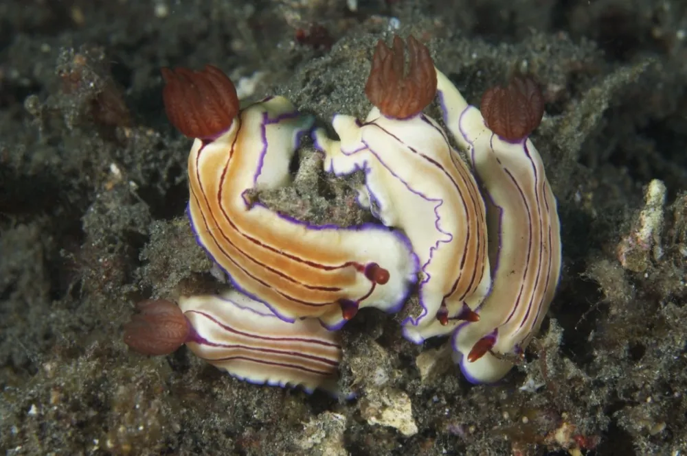 Hypselodoris emma nudibranch