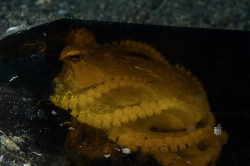 Octopus in a bottle