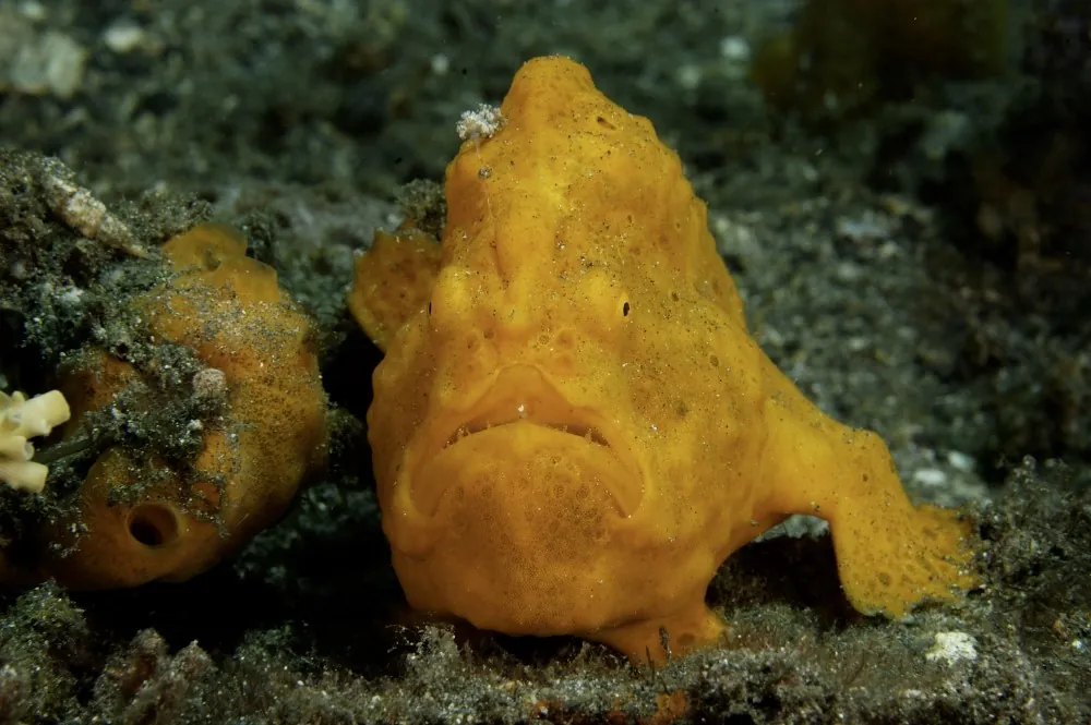 Orange frogfish