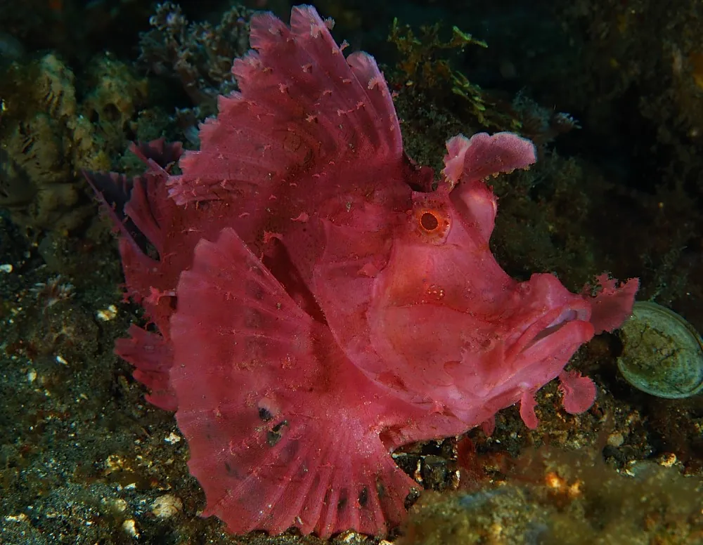 Pink rhinopias