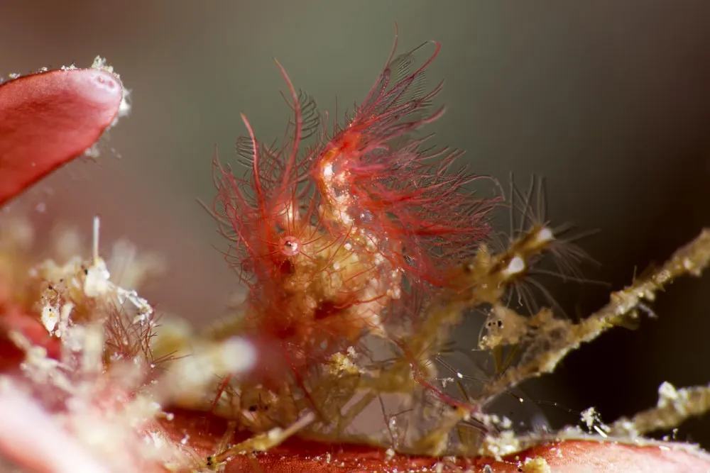 Red hairy shrimp