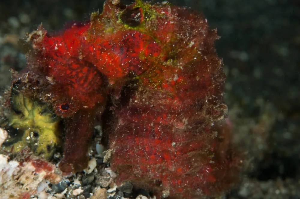 Red seahorse