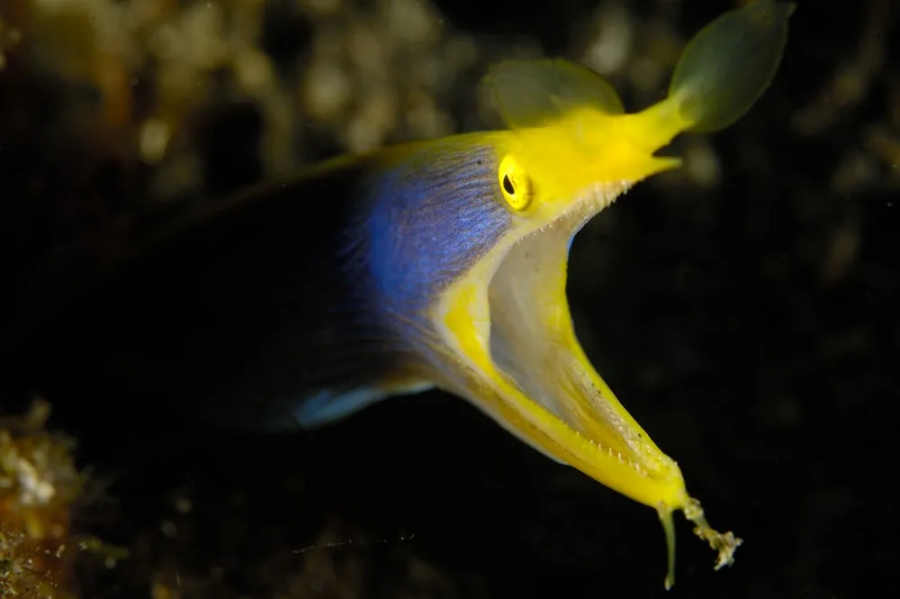 Ribbon eel