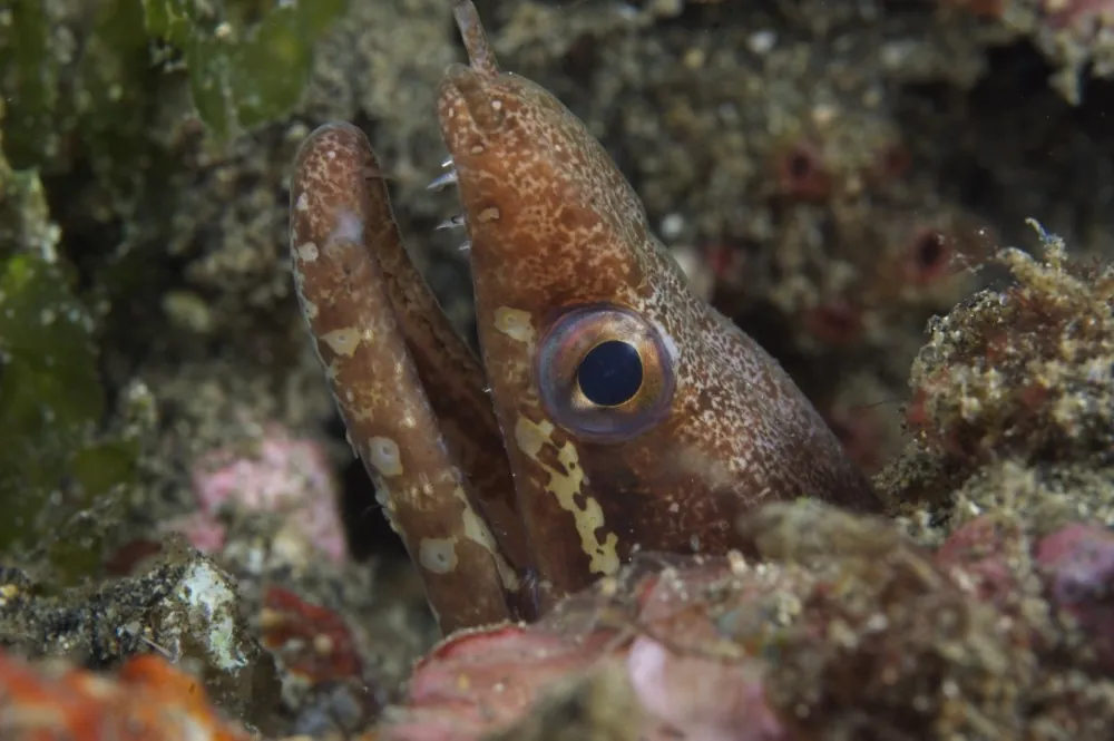 Snake eel close-up