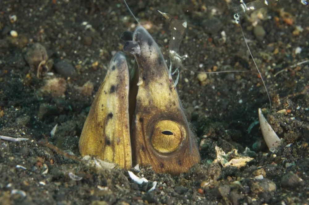Snake eel with cleaner shrimp