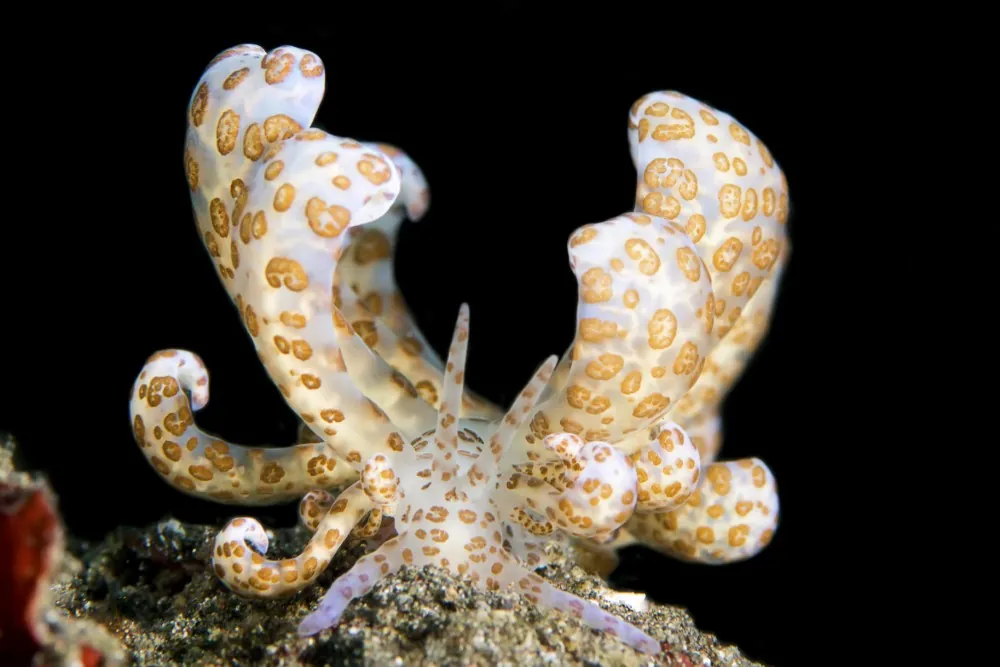 Solar-powered nudibranch