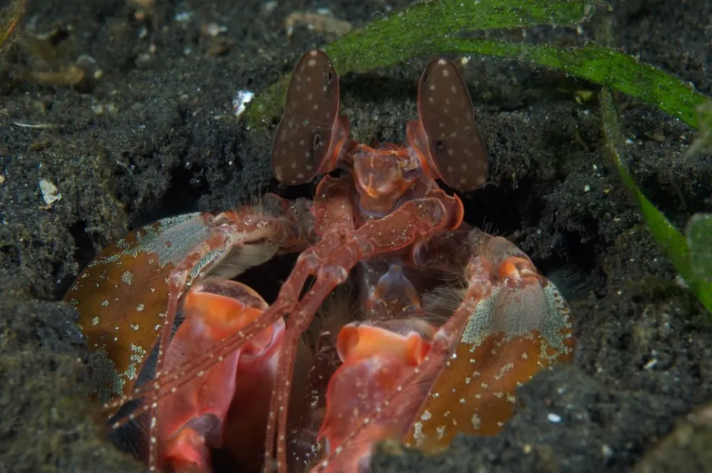 Spearing mantis shrimp