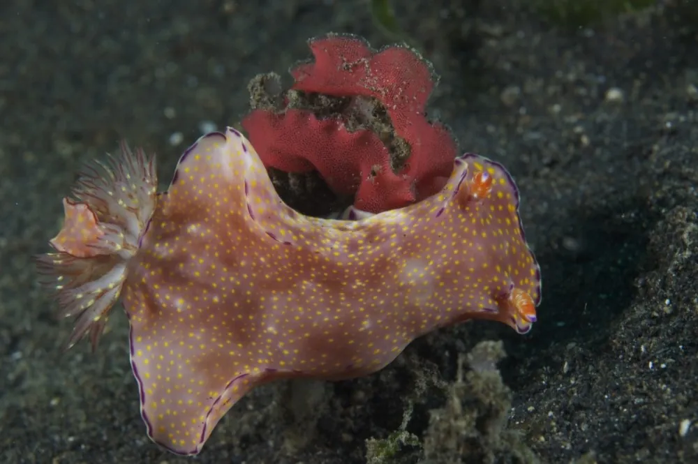 Nudibranch laying eggs