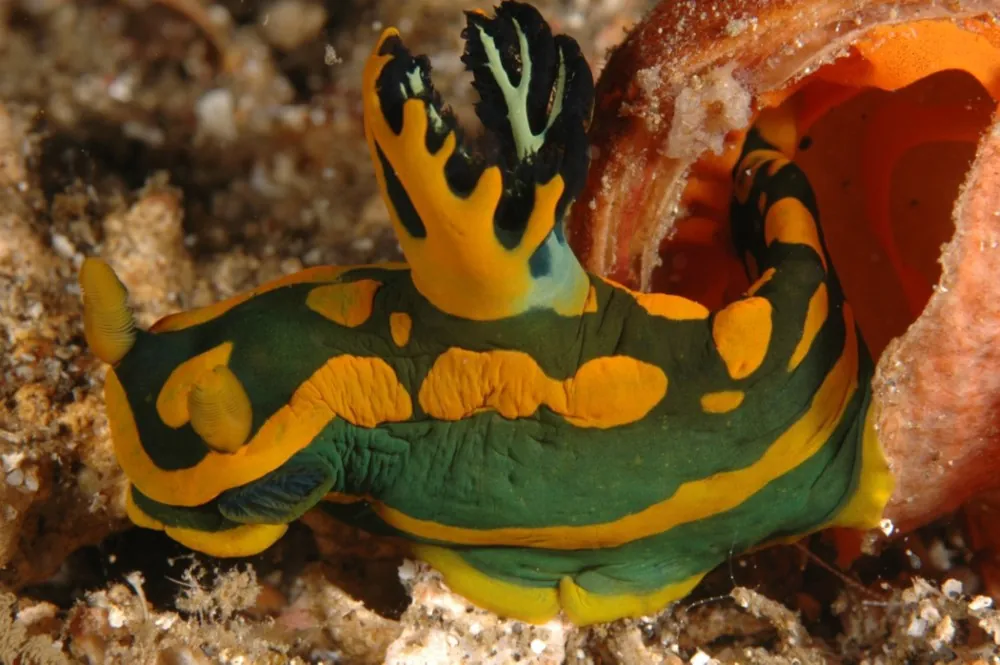 Lembeh critter