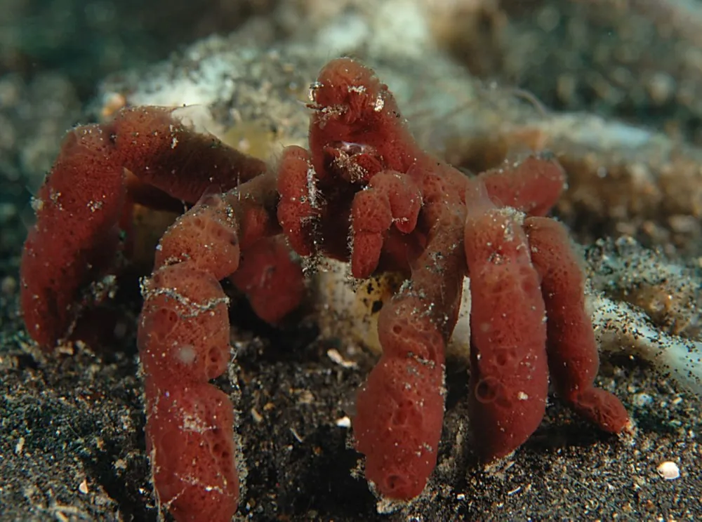 Odd decorator crab