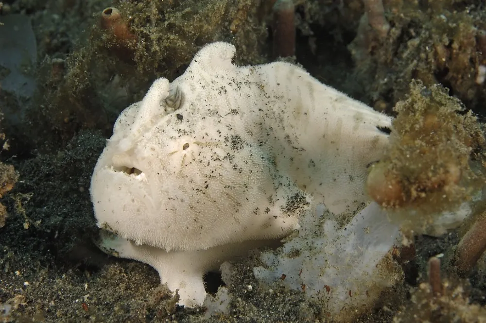 White hairy frogfish