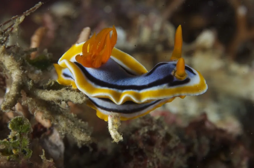 Yellow & blue nudibranch