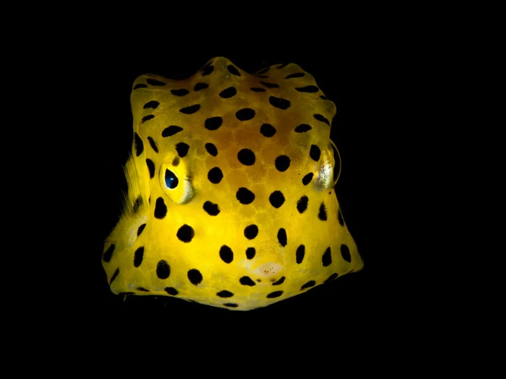 Yellow boxfish