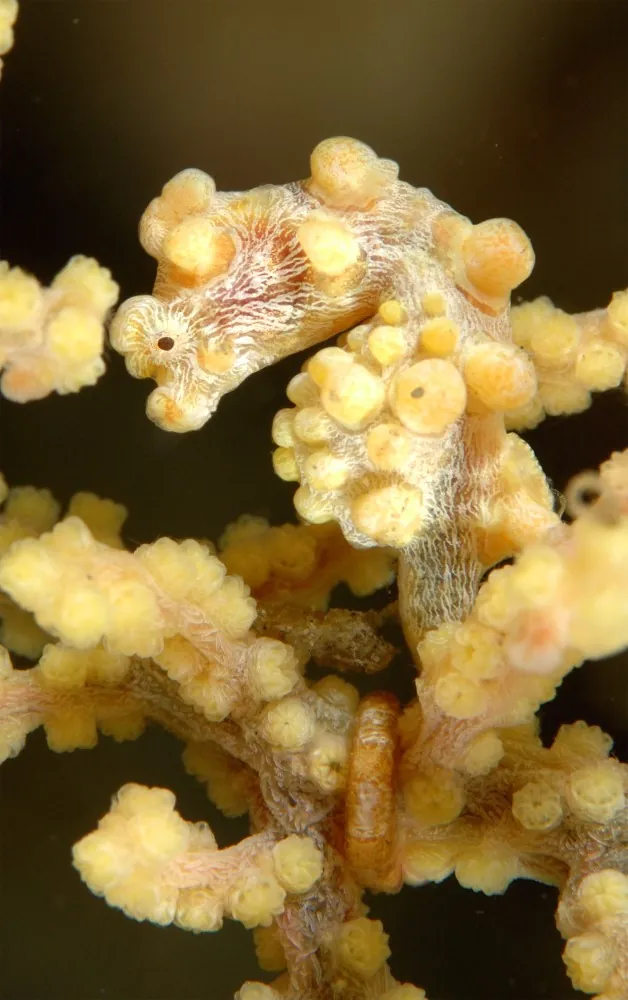 Yellow pygmy seahorse