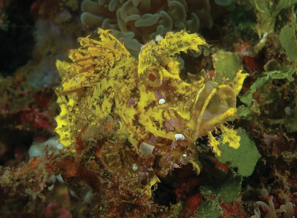 Yellow rhinopias