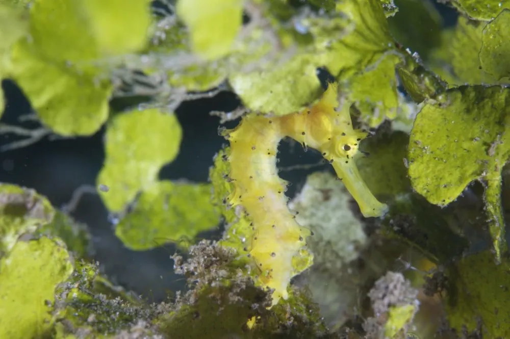 Yellow thorny seahorse