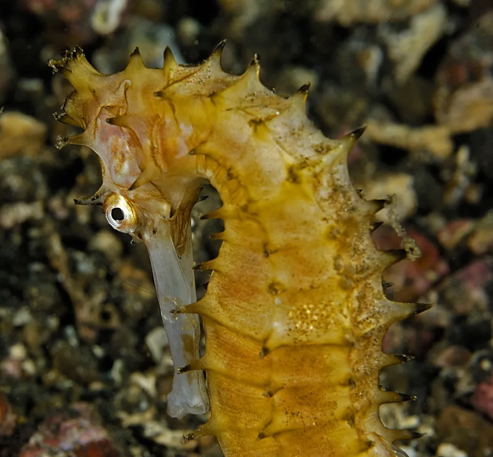 Thorny seahorse head