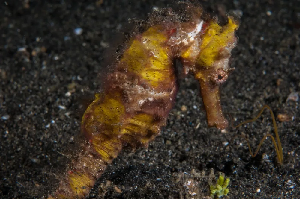 Common seahorse