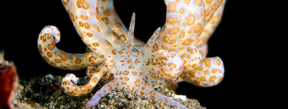 Dive Into Lembeh | Lembeh at its Finest